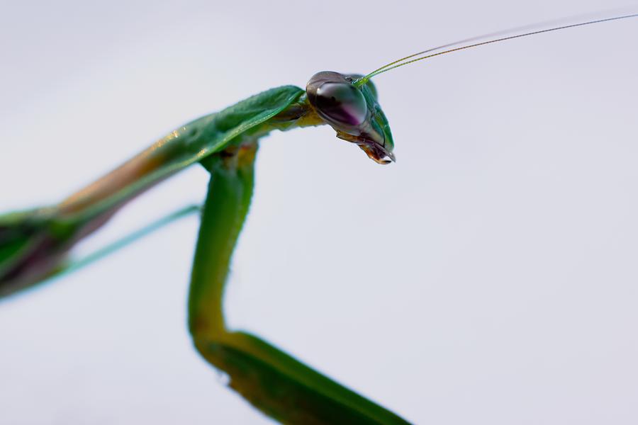 Praying Mantis Profile Macro Photograph by Kathy Gail