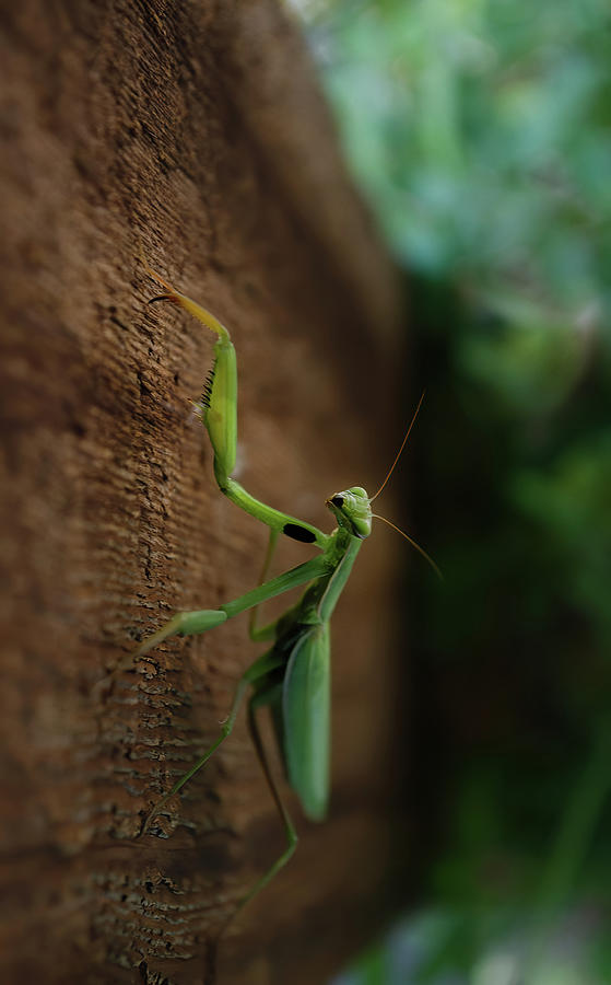 Praying Mantis Photograph by Rae Ann  M Garrett
