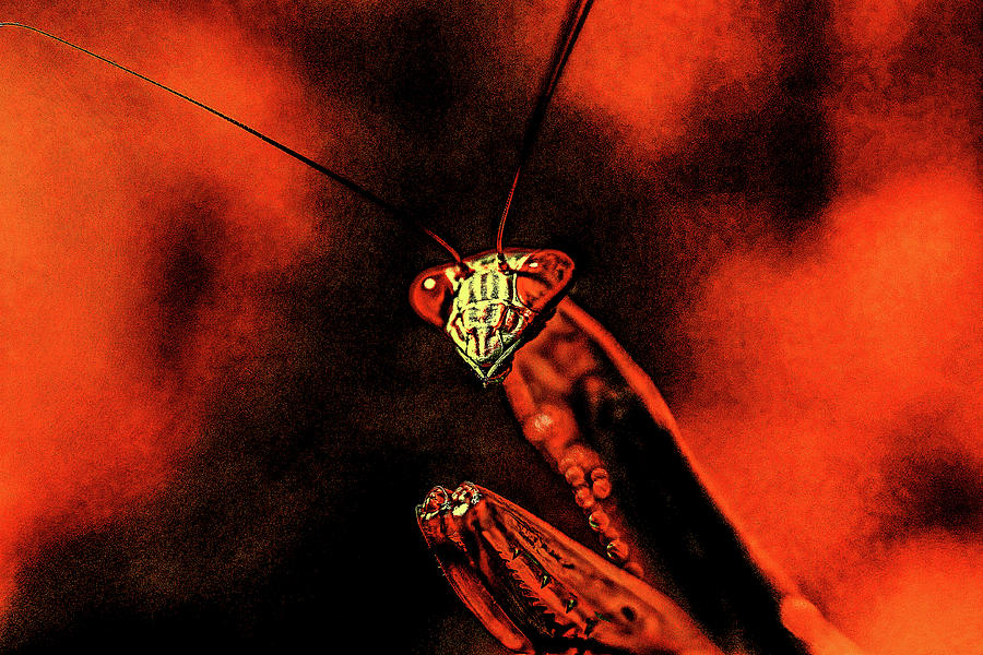Praying Mantis Red Nightmare Photograph