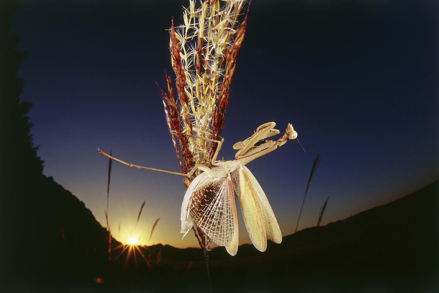 Praying mantis spreads its wings on plant at sunset Photograph by Dex Image