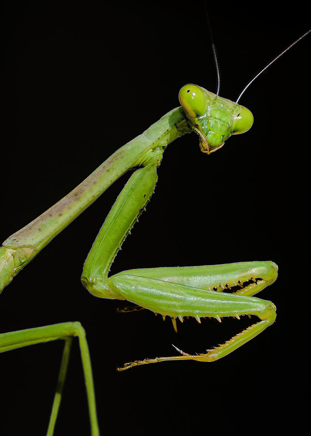 Praying Mantis with Attitude Photograph by WAZgriffin Digital