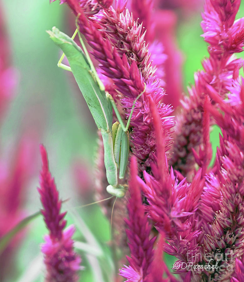 Praying on the Celosia Mystic Shades Photograph by Debby Pueschel