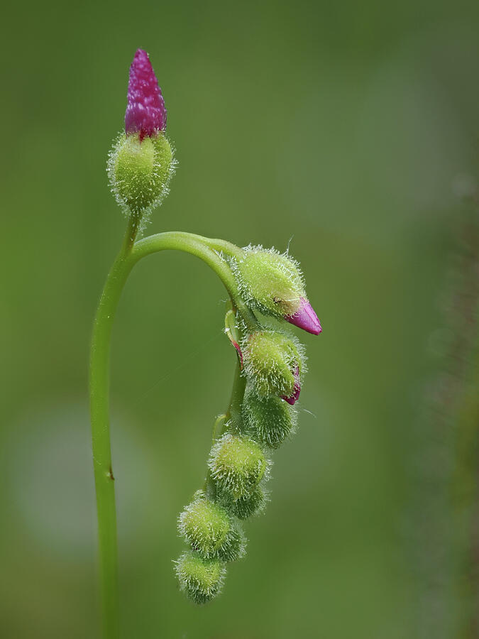 Pre Bloom Threadleaf Sundew Flowers Photograph by Kristia Adams Pre Bloom Threadleaf Sundew Flowers Photograph by Kristia Adams