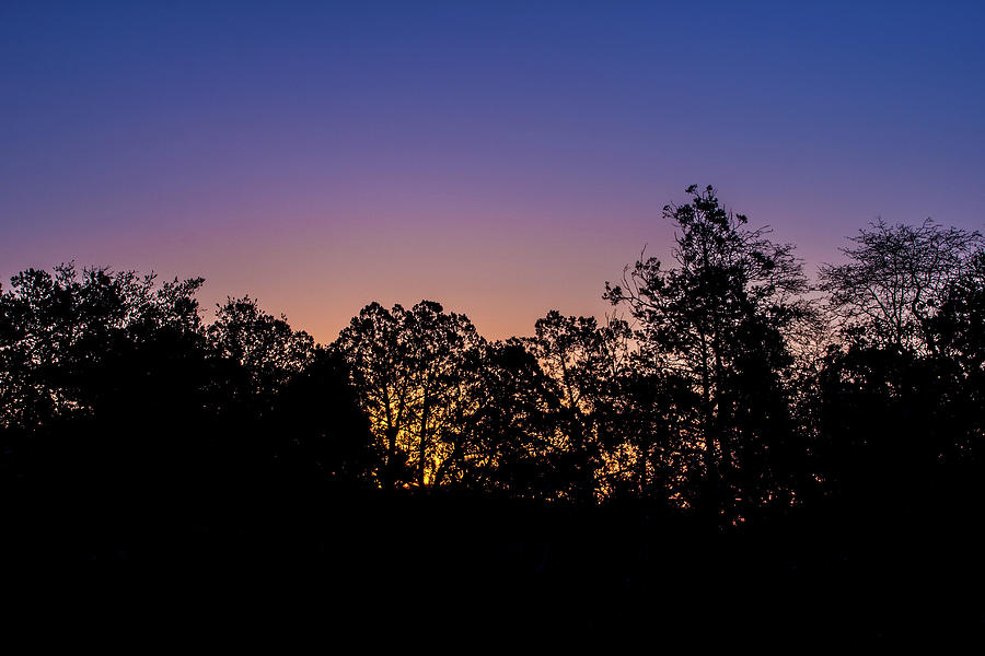 Pre Sunrise Glow in the Trees 001170 Photograph by Renny Spencer