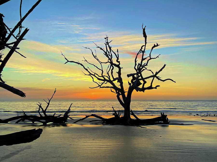 Pre-Sunrise on Driftwood Beach Photograph by Bill Swartwout