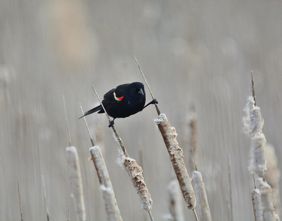 Precarious Perch- Red-winged Blackbird Photograph by David Porteus