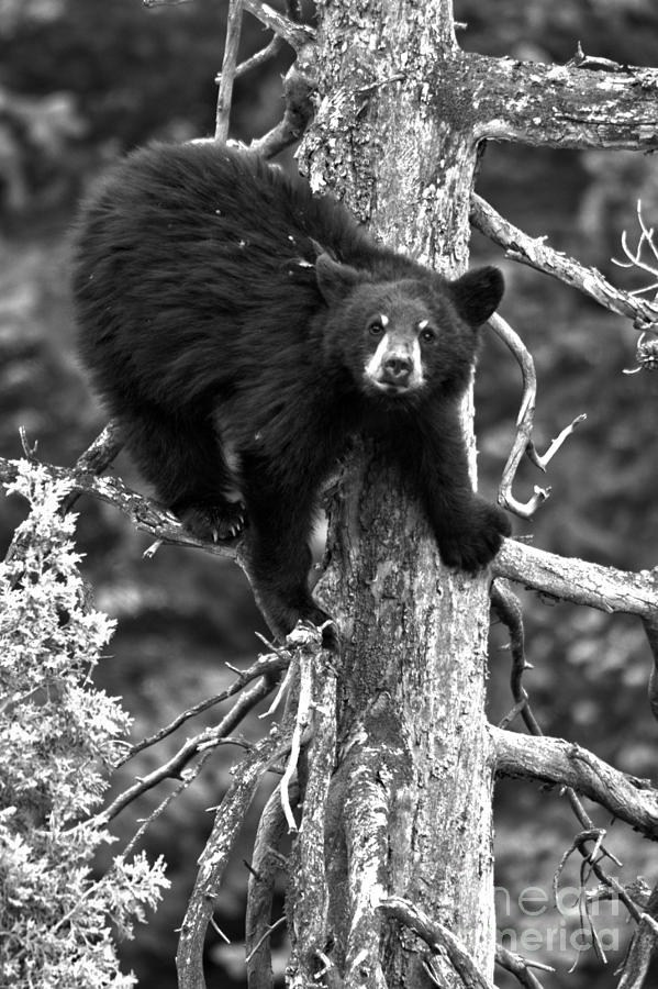Precariously Perched In Yellowstone Black And White Photograph by Adam Jewell