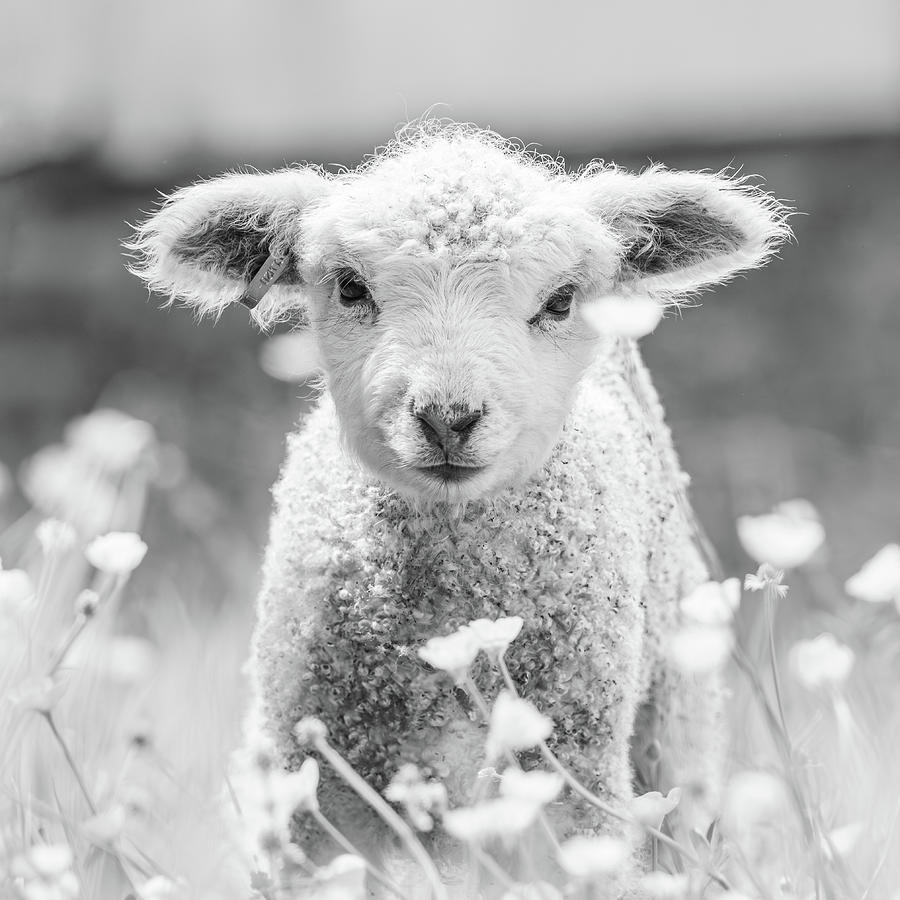 Precious Baby Lamb - Black and White Square Format Photograph by Rachel Morrison