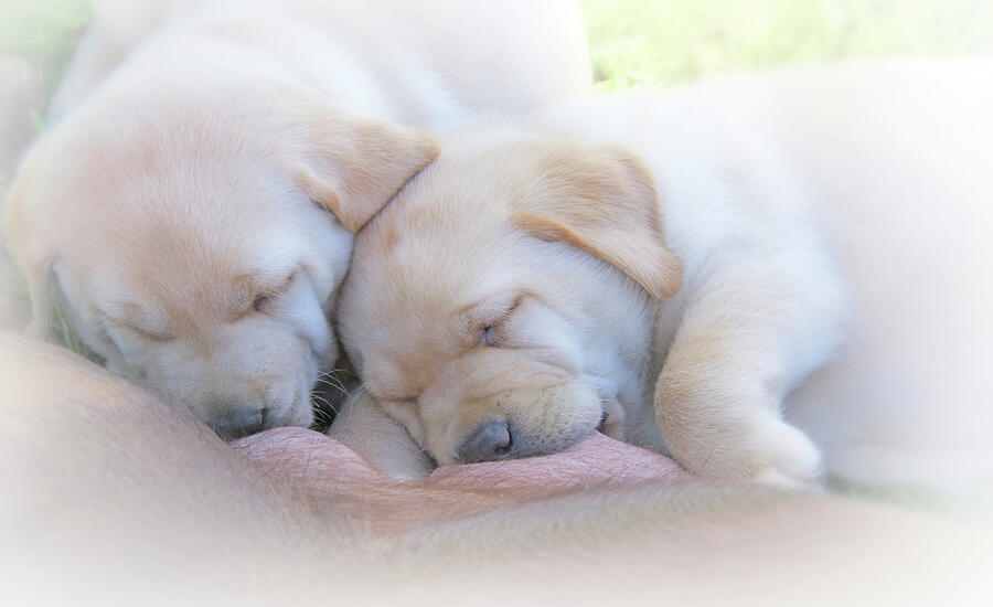 Precious Lab Puppies Nursing Photograph by Jennie Marie Schell