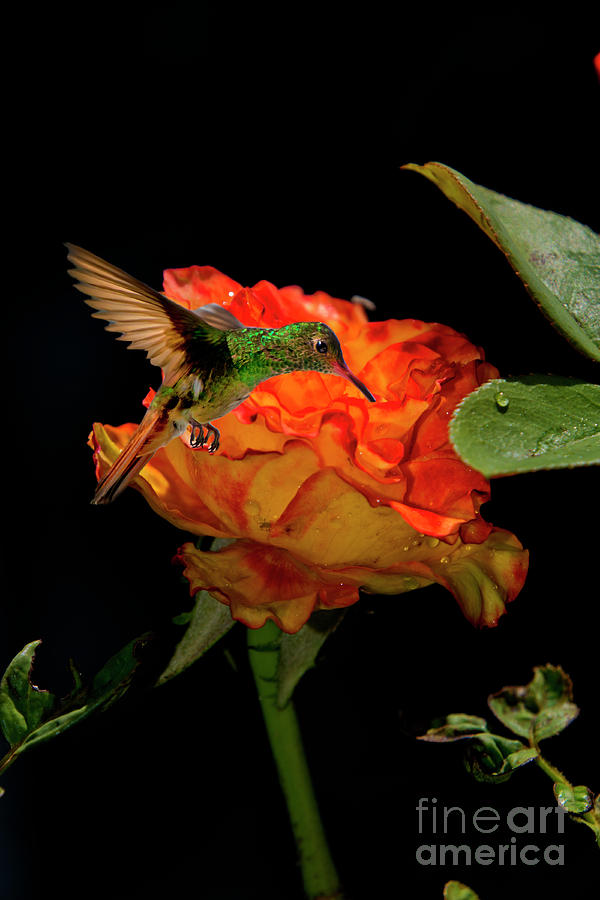 Precious Nectar For Tom Thumb II Photograph by Al Bourassa