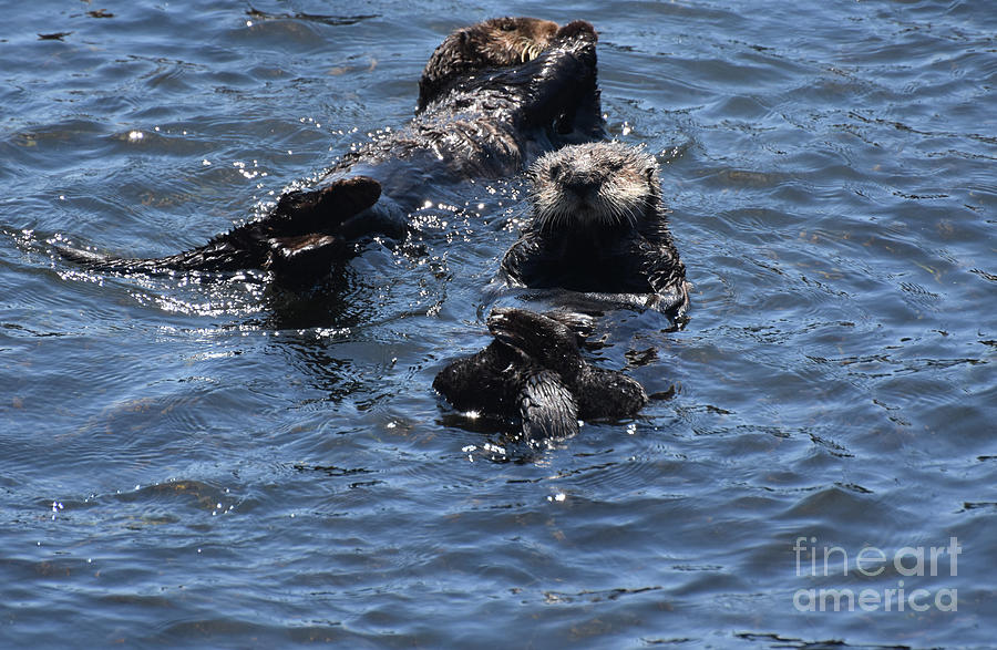 Precious Pair of Playful Sea Otters in Morro Bay Photograph by DejaVu ...