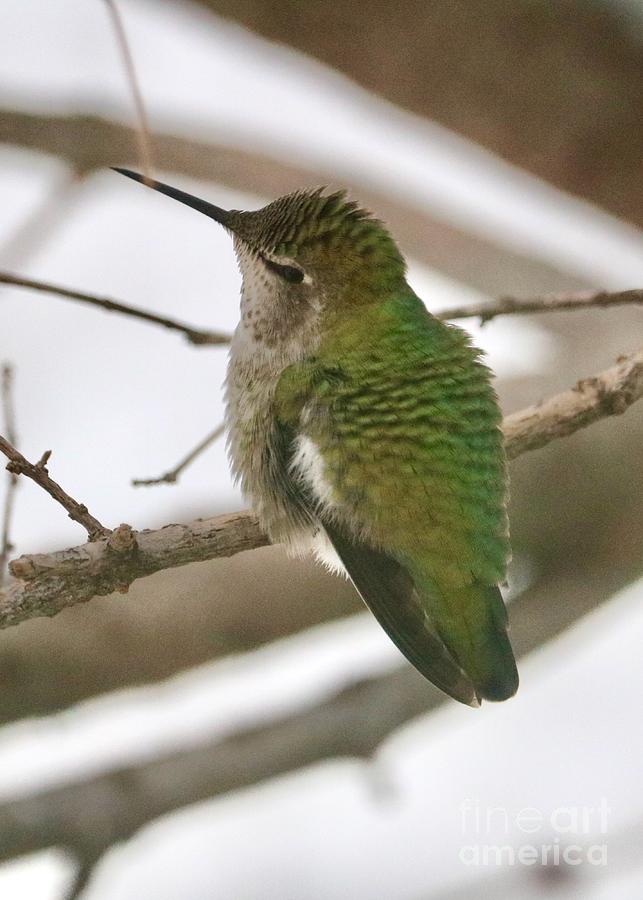 Precious Perched Winter Hummingbird Photograph