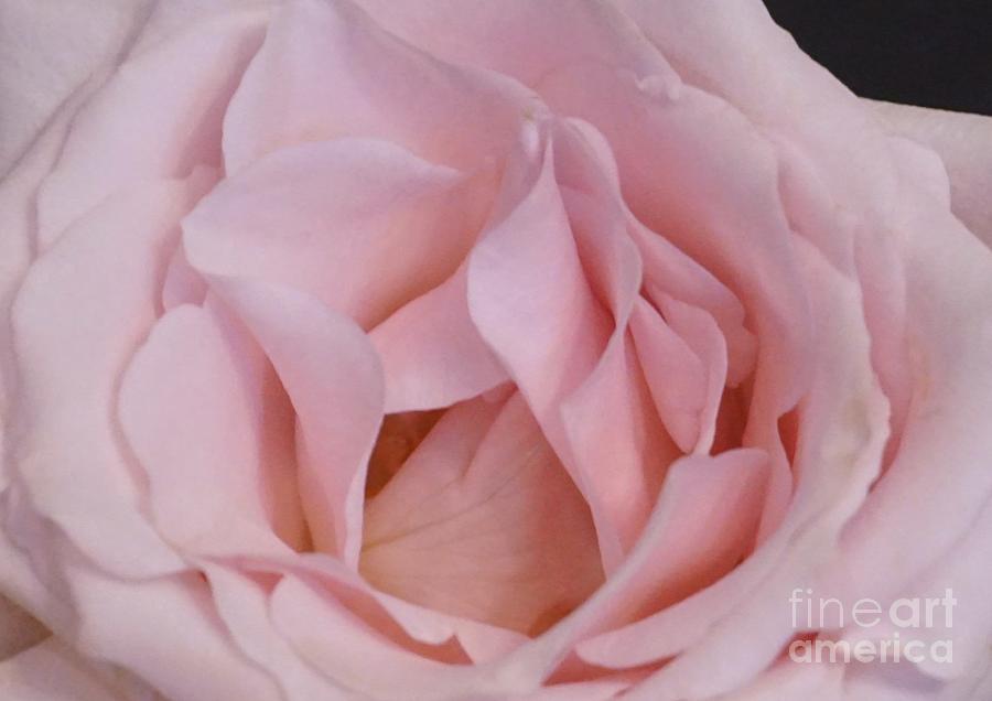 Precious Pink Rose Photograph by Marsha Heiken