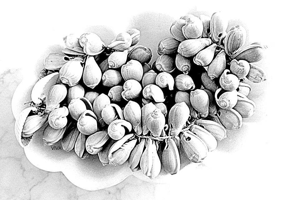 Precious Seashells - B - W Photograph by VIVA Anderson