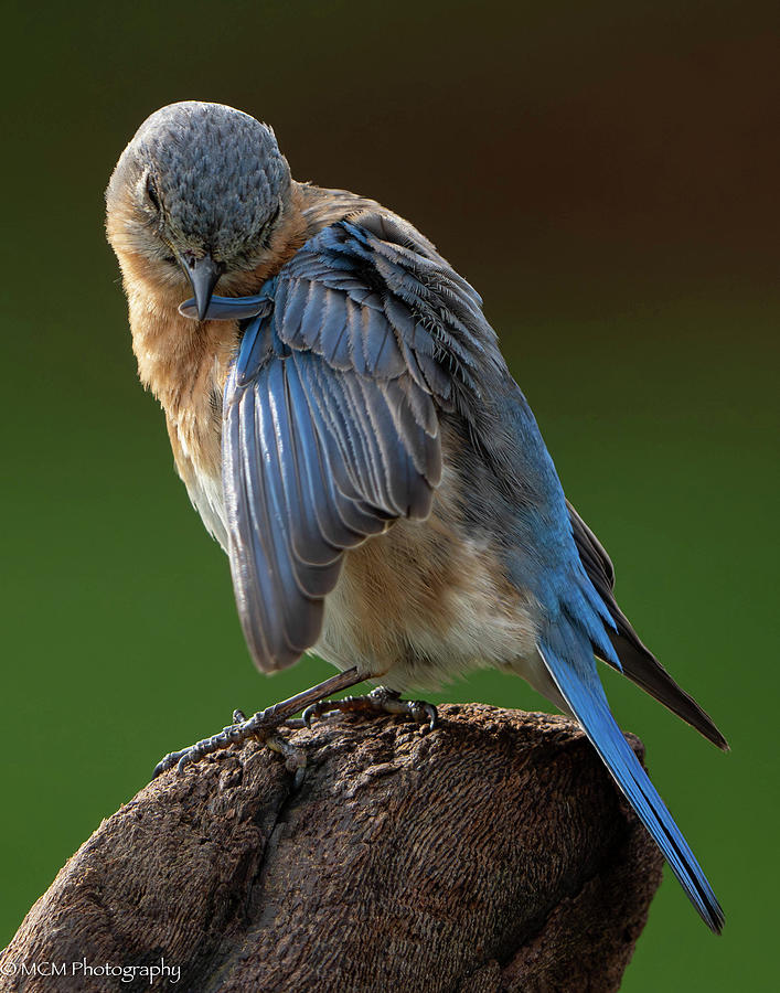 Preening Bluebird Photograph by Mary Catherine Miguez