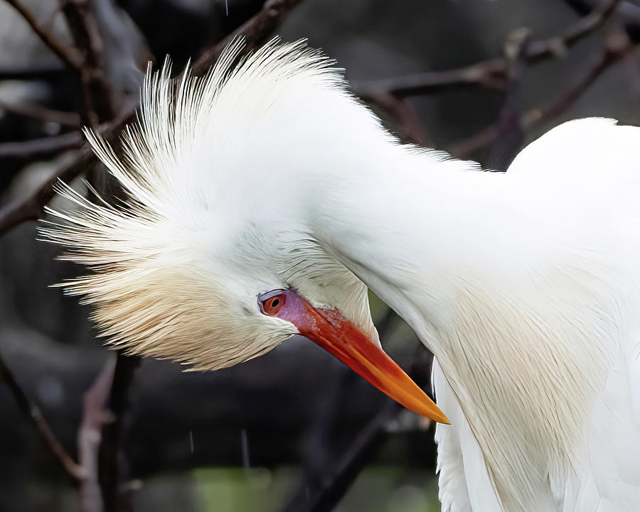 Preening Cattle Egret Photograph by Angie Mossburg