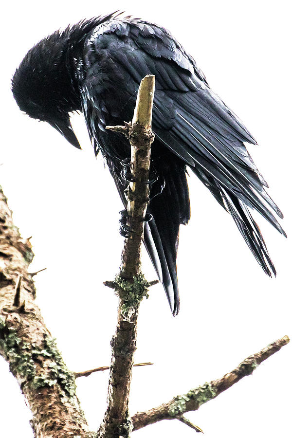 Preening Crow Photograph by Steven A Bash