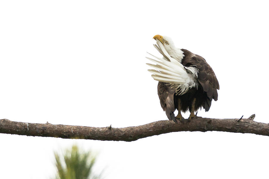 Preening Eagle Photograph by Jim Miller