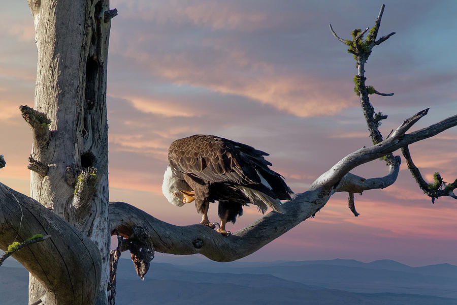 Preening Eagle Photograph by Randy Robbins