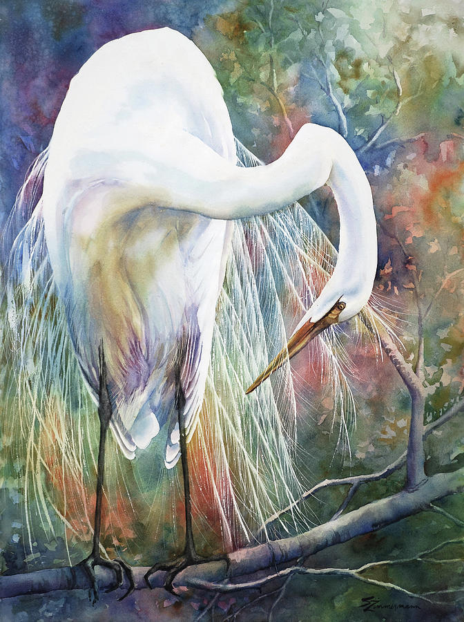 Great Egret Painting - Preening Egret by Sue Zimmermann
