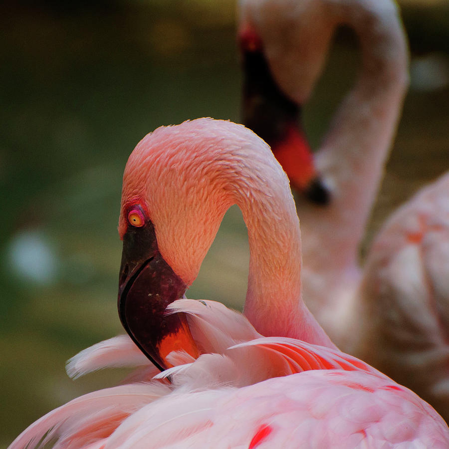 Preening Flamingos Photograph by Rob Hemphill