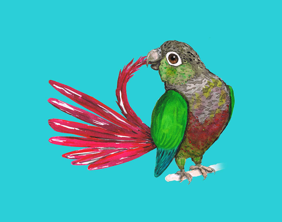 Preening greencheeked conure Drawing by Bianca Wisseloo Pixels