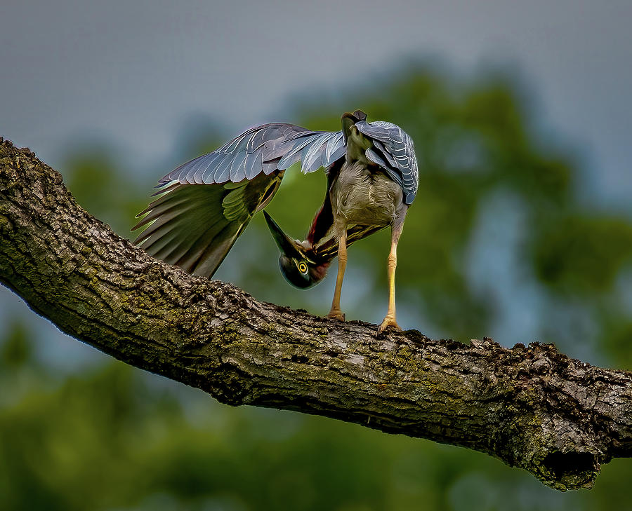 Preening Green Heron Photograph by Brian Shoemaker