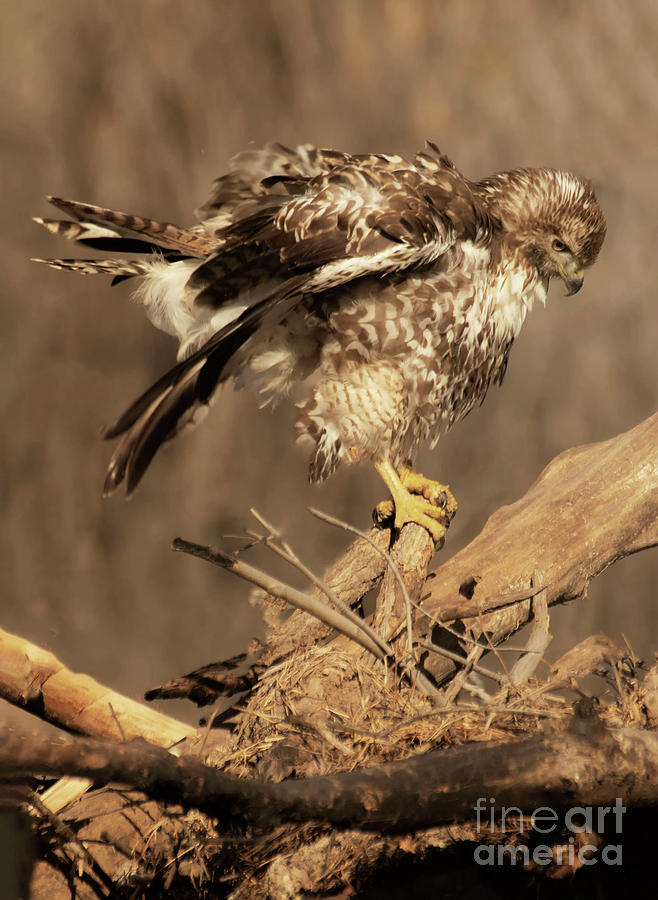 Hawk Photograph - Preening Hawk by Ruth Jolly
