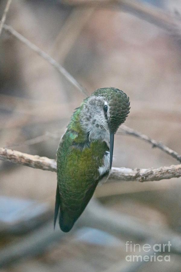 Preening Hummingbird Closeup Photograph by Carol Groenen