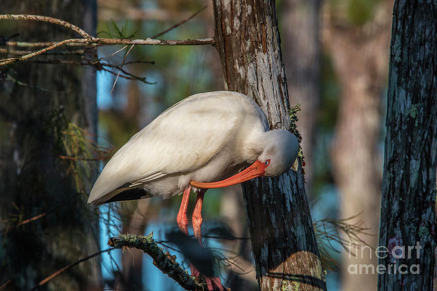Preening Ibis in Tree Photograph by Tom Claud
