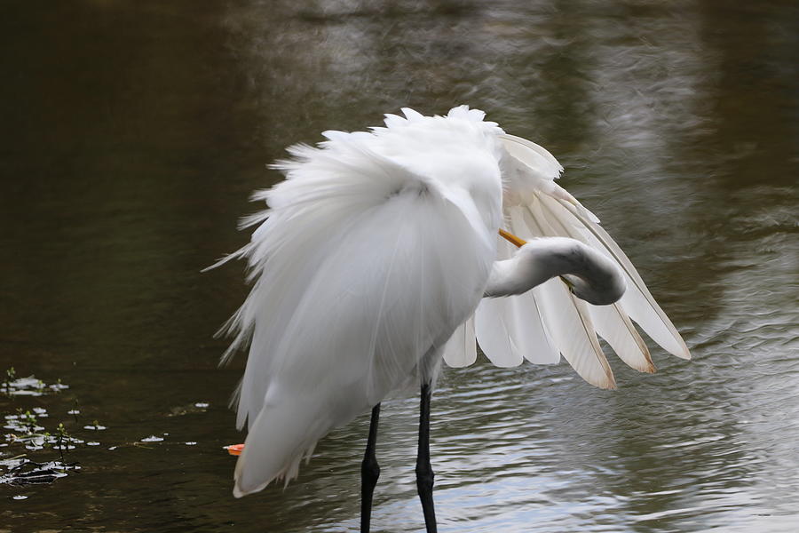 Preening II Photograph by Norman Cannon | Fine Art America