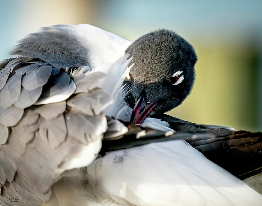 Preening Laughing Gull  Photograph by Judi Dressler