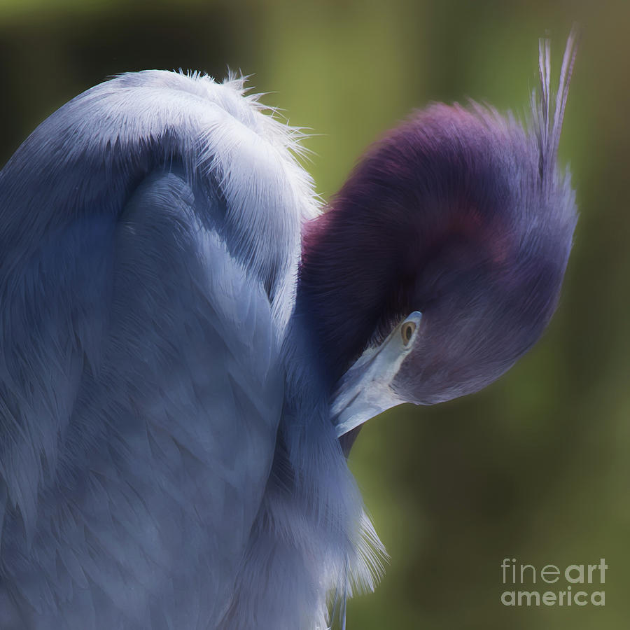 Preening Little Blue Heron Photograph by Neala McCarten
