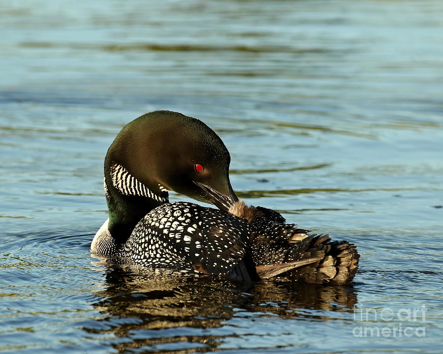 Preening Loon Photograph by Heather King