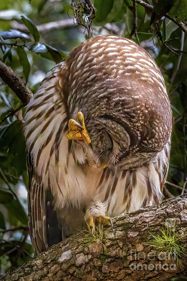 Preening Owl Photograph by Tom Claud