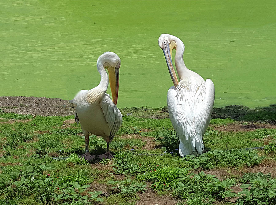 Preening Pair of Pelicans Photograph by William Bitman
