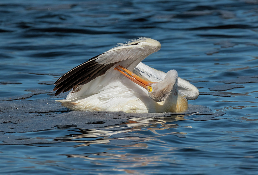 Preening Pelican Photograph by Loree Johnson