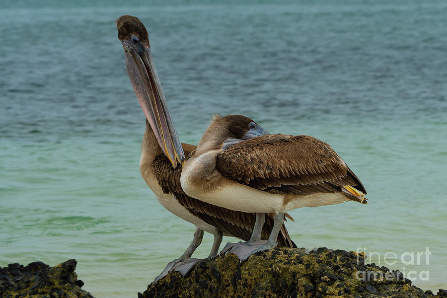 Preening Pelicans Photograph by Nancy Gleason