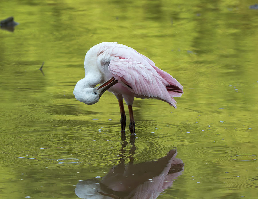 Preening Roseate Spoonbill Photograph by Chad Meyer - Pixels