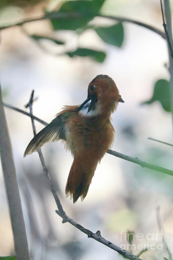 Preening Rufous Hummingbird Photograph by Carol Groenen
