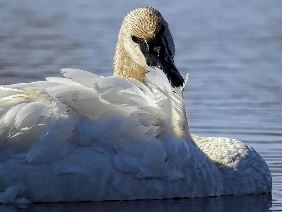Preening Swan Photograph by Dale Kauzlaric