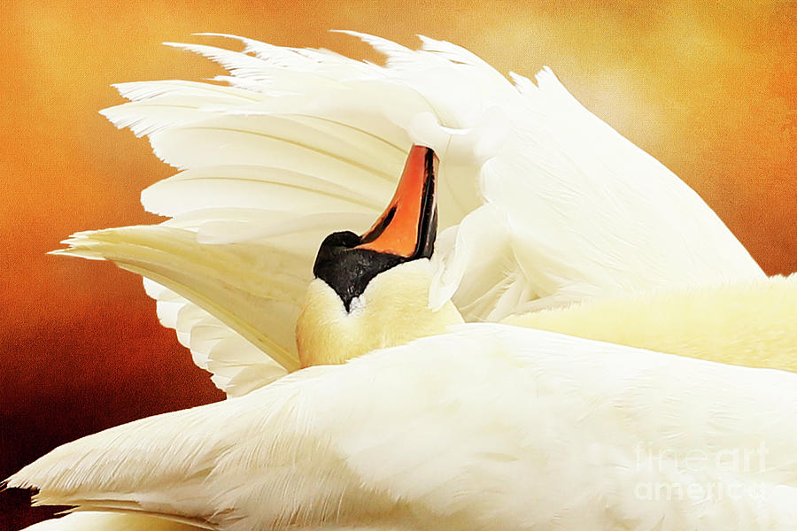 Preening Swan Portrait Photograph by Terri Waters