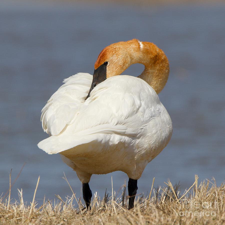 Preening Swan Photograph by Yvonne M Smith