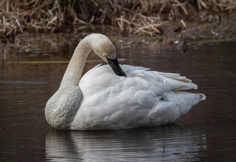 Preening Trumpeter Swan Photograph by Chad Meyer