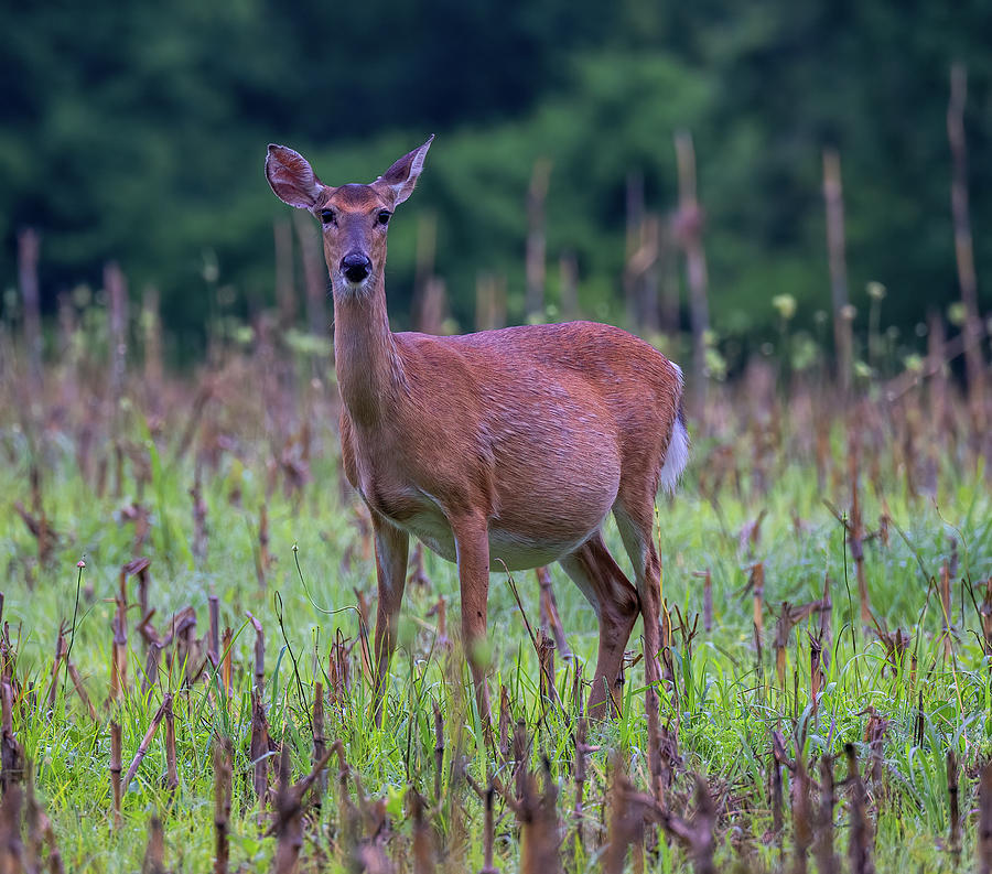 Pregnant Deer Photograph By Robert Beal Fine Art America   Pregnant Deer Robert Beal 