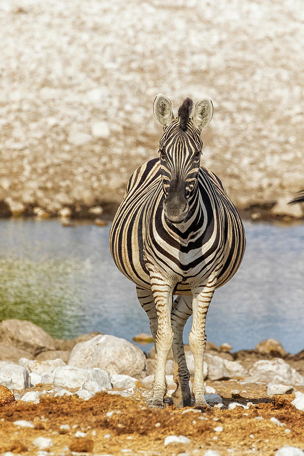 Pregnant Plains Zebra Photograph by Belinda Greb