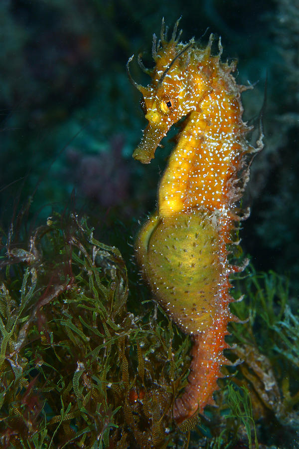 Pregnant seahorse Photograph by _548901005677