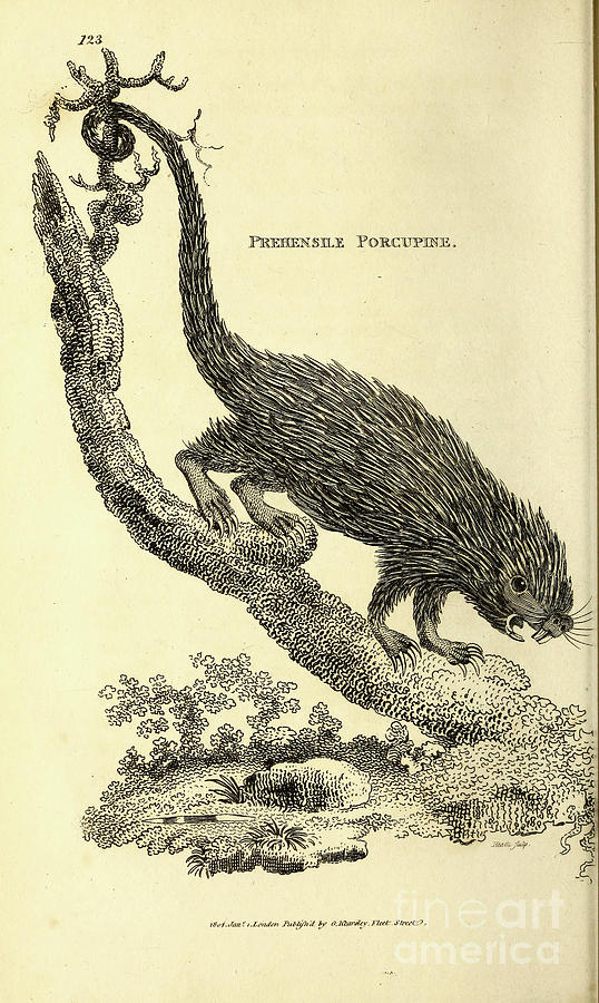 Prehensile Porcupine q1 Drawing by Historic illustrations