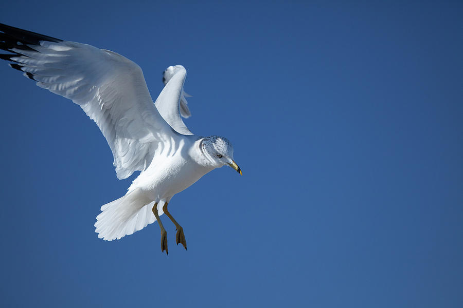 Seagull Photograph - Prepare to Land by Karol Livote