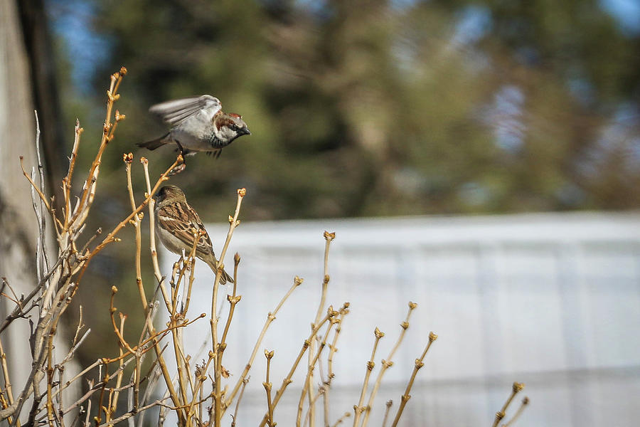 Bird Photograph - Preparing for takeoff by Kamie Stephen Bird Photograph - Preparing for takeoff by Kamie Stephen